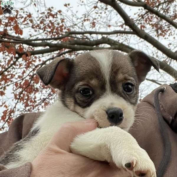 Rakita, Rat Terrier Puppy