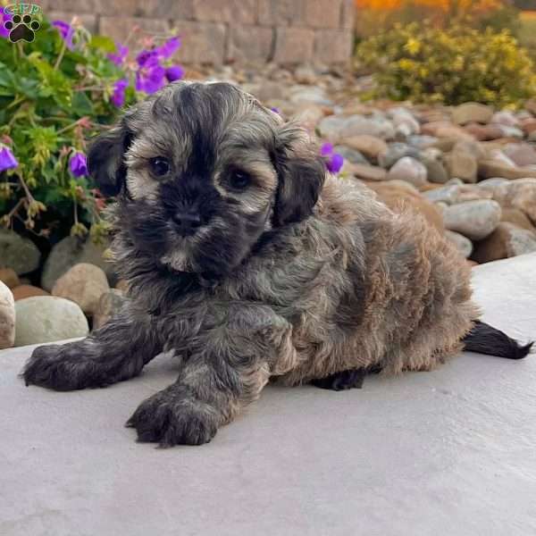 Chip, Havanese Puppy