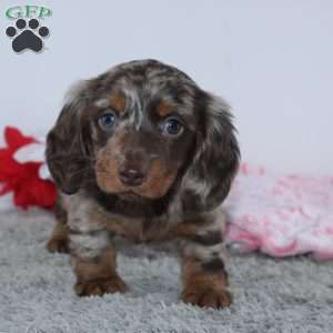 Haley, Dachshund Puppy