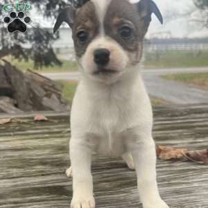 Rakita, Rat Terrier Puppy