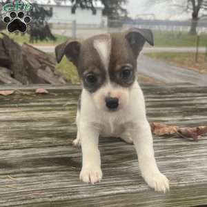 Rakita, Rat Terrier Puppy