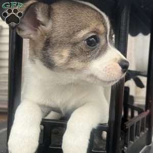 Rakita, Rat Terrier Puppy