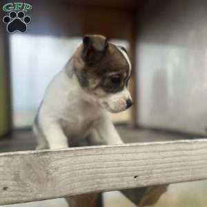 Rakita, Rat Terrier Puppy