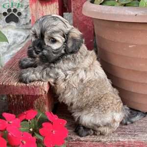Chip, Havanese Puppy