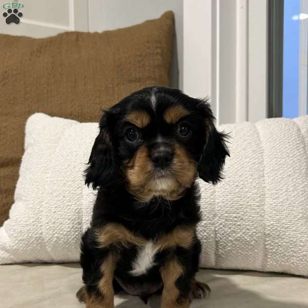 Fin, Cavalier King Charles Spaniel Puppy