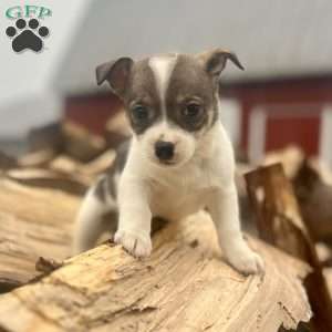 Rakita, Rat Terrier Puppy