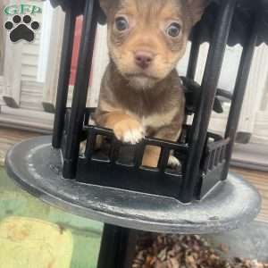 Rhea, Rat Terrier Puppy