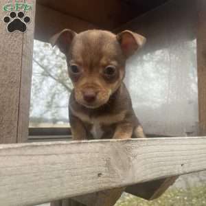 Rhea, Rat Terrier Puppy