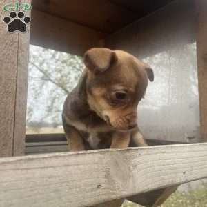 Rhea, Rat Terrier Puppy