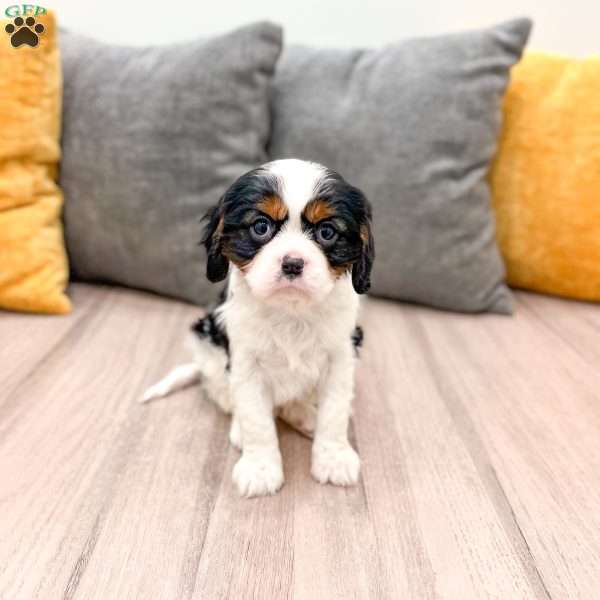 Donald, Cavalier King Charles Spaniel Puppy