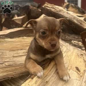 Rhea, Rat Terrier Puppy