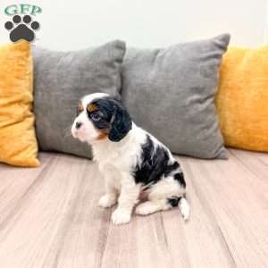 Donald, Cavalier King Charles Spaniel Puppy