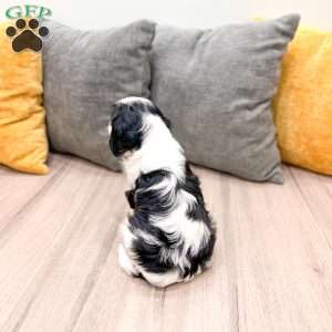 Donald, Cavalier King Charles Spaniel Puppy