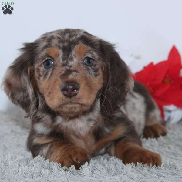 Harrison, Dachshund Puppy