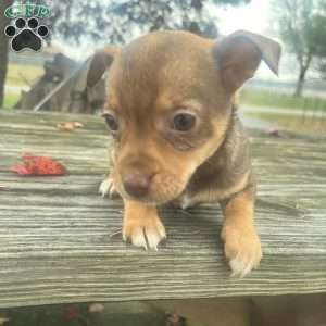 Rhea, Rat Terrier Puppy