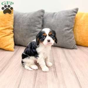 Donald, Cavalier King Charles Spaniel Puppy
