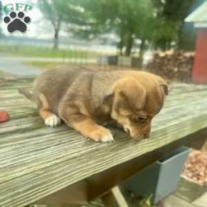 Rhea, Rat Terrier Puppy