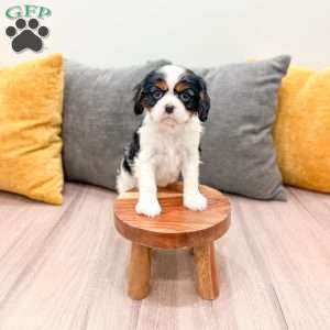 Donald, Cavalier King Charles Spaniel Puppy
