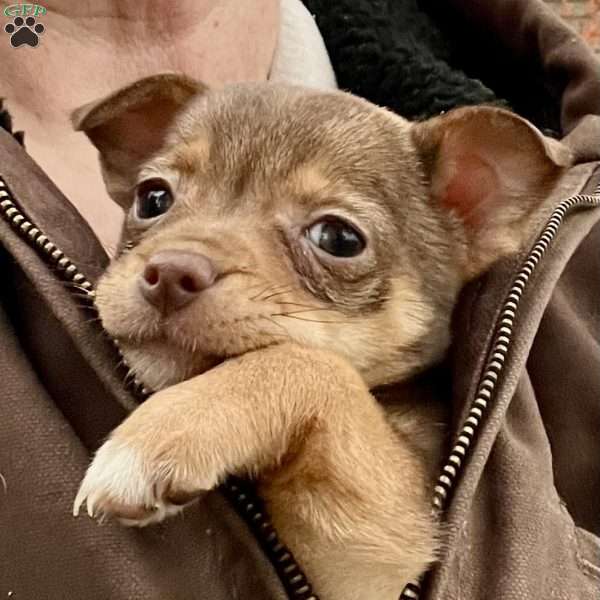 Rhea, Rat Terrier Puppy