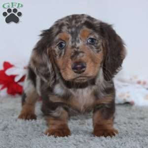 Harrison, Dachshund Puppy
