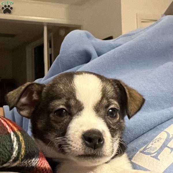 Rianna, Rat Terrier Puppy