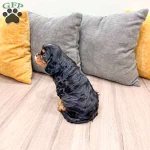 Duke, Cavalier King Charles Spaniel Puppy