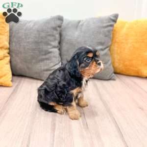 Duke, Cavalier King Charles Spaniel Puppy