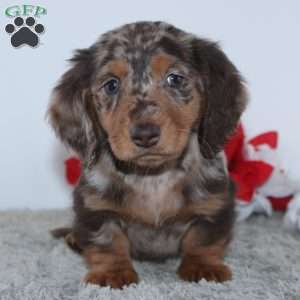 Harrison, Dachshund Puppy