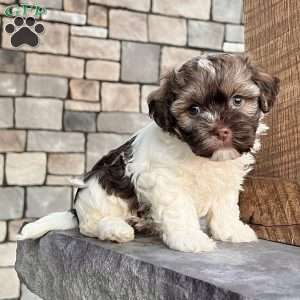 Calvin, Havanese Puppy