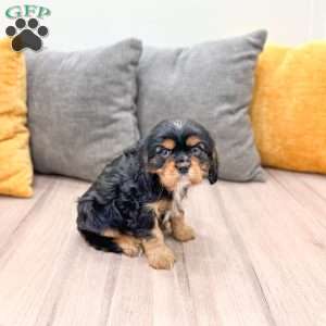 Duke, Cavalier King Charles Spaniel Puppy