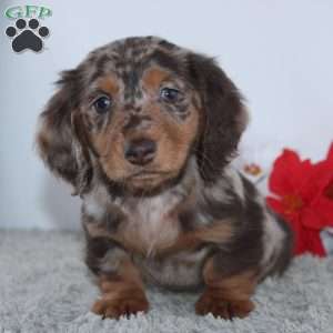 Harrison, Dachshund Puppy
