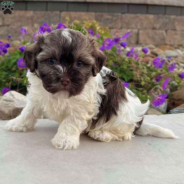 Calvin, Havanese Puppy