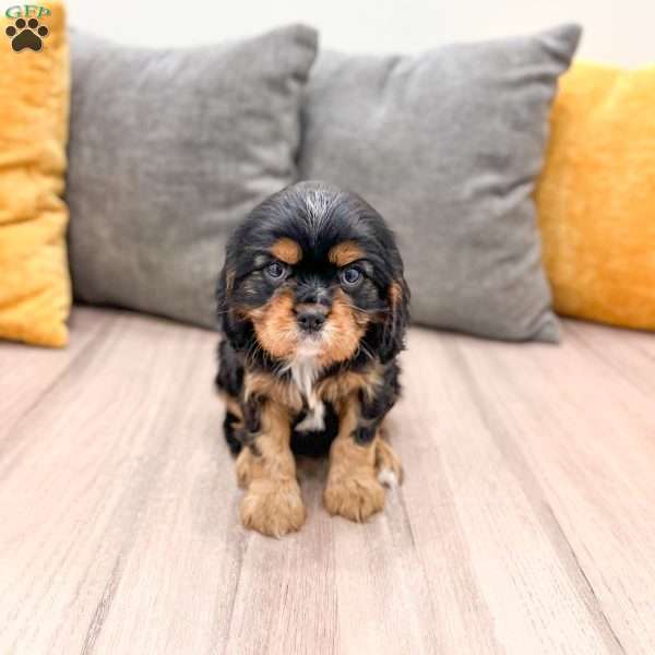 Duke, Cavalier King Charles Spaniel Puppy