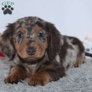 Harrison, Dachshund Puppy