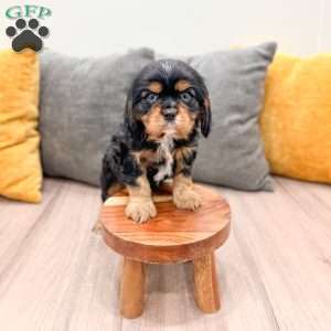 Duke, Cavalier King Charles Spaniel Puppy