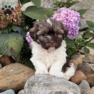 Calvin, Havanese Puppy