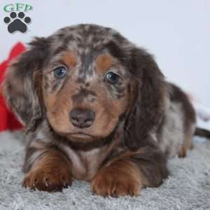 Harrison, Dachshund Puppy