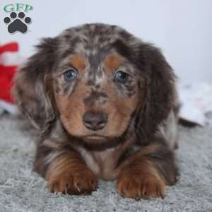 Harrison, Dachshund Puppy