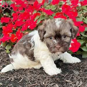 Calvin, Havanese Puppy