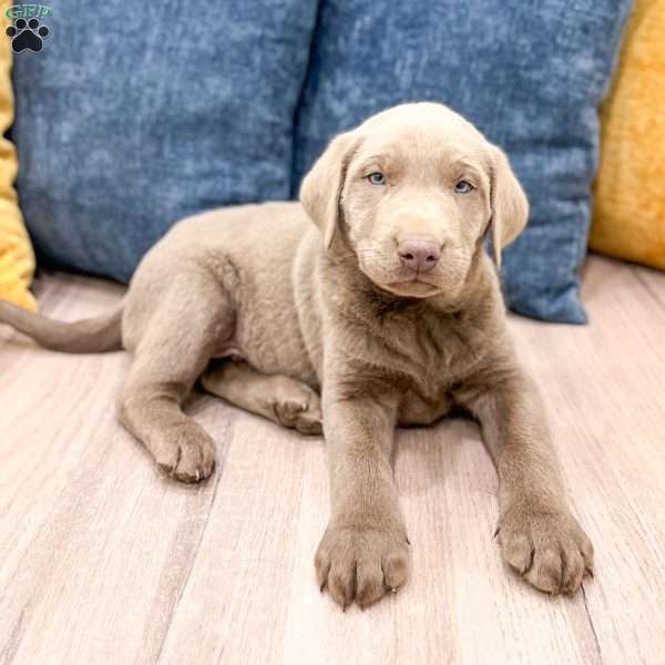 Rover, Silver Labrador Retriever Puppy