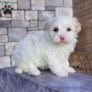 Dixie, Havanese Puppy