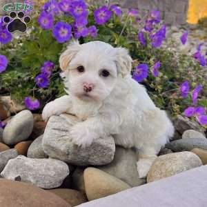 Dixie, Havanese Puppy