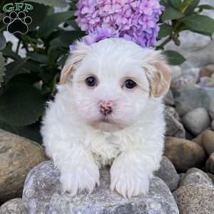 Dixie, Havanese Puppy