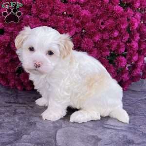 Dixie, Havanese Puppy