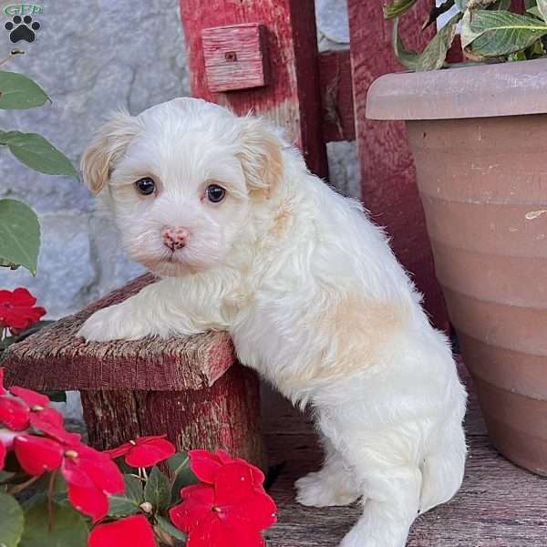 Dixie, Havanese Puppy