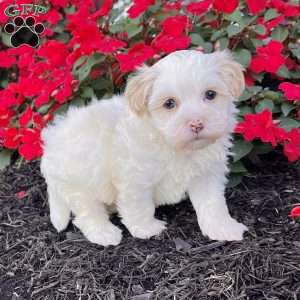 Dixie, Havanese Puppy