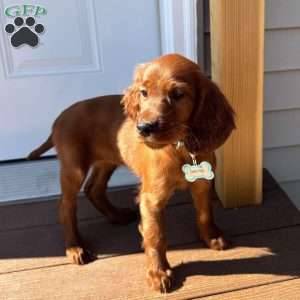 Sasha, Irish Setter Puppy