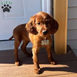 Sasha, Irish Setter Puppy