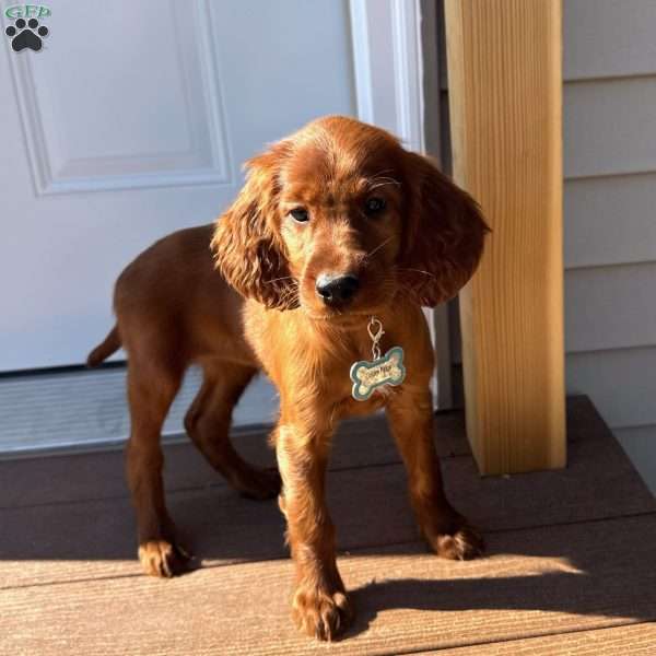 Sasha, Irish Setter Puppy
