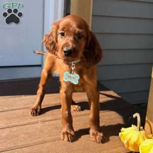 Sasha, Irish Setter Puppy